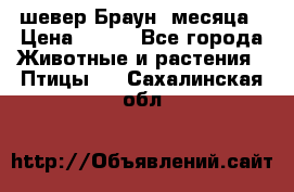 шевер Браун 2месяца › Цена ­ 200 - Все города Животные и растения » Птицы   . Сахалинская обл.